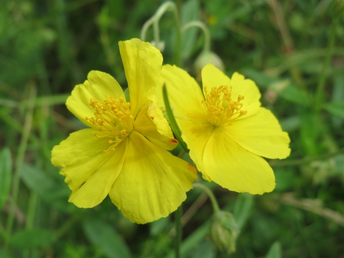 Helianthemum nummularium image