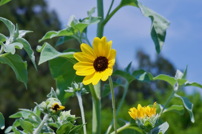 Helianthus argophyllus image