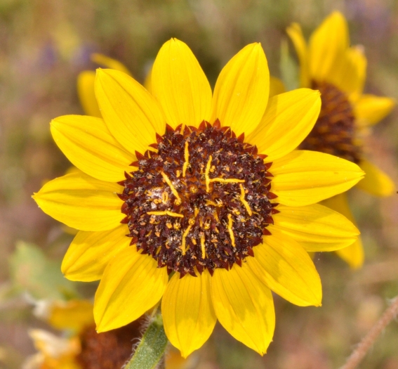 Helianthus bolanderi image
