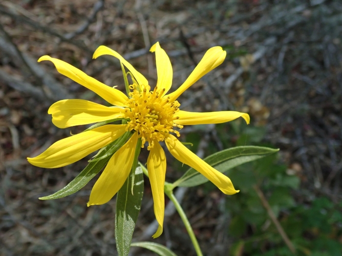 Helianthus californicus image