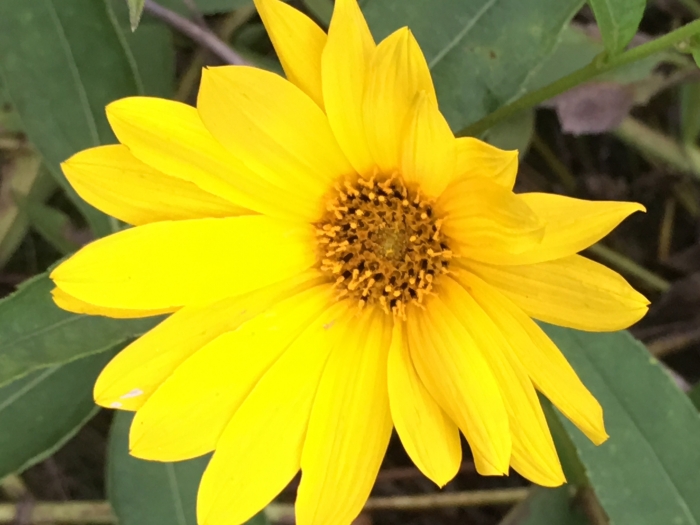 Helianthus divaricatus image