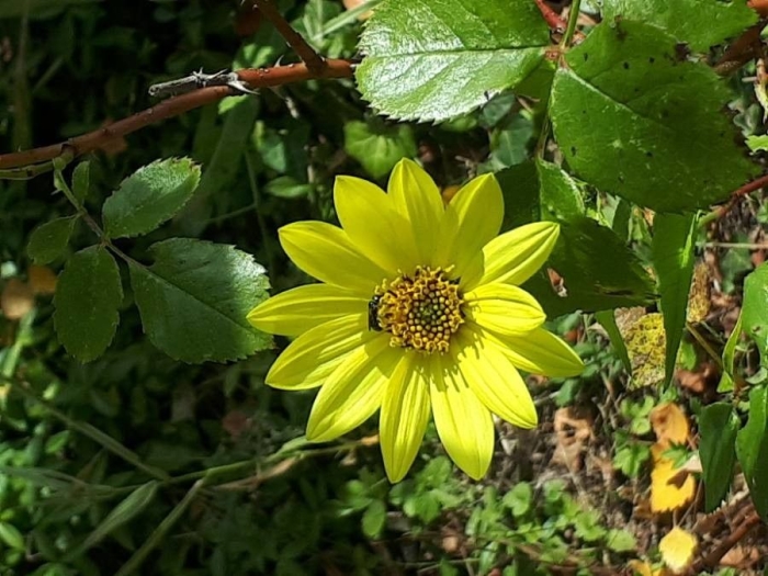 Helianthus giganteus image