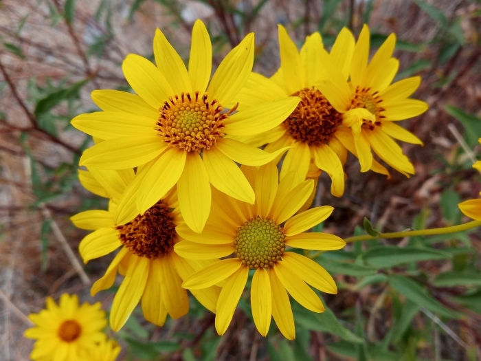 Helianthus gracilentus image