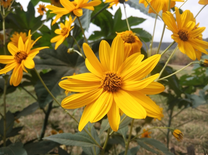 Helianthus ×laetiflorus image