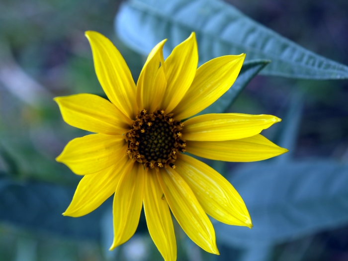 Helianthus maximiliani image