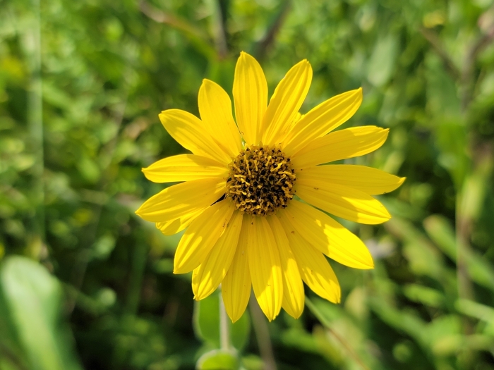 Helianthus mollis image