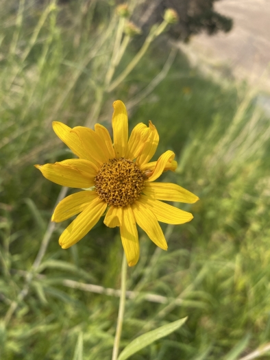Helianthus nuttallii image