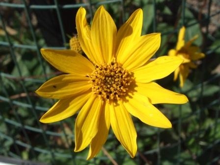 Helianthus occidentalis image