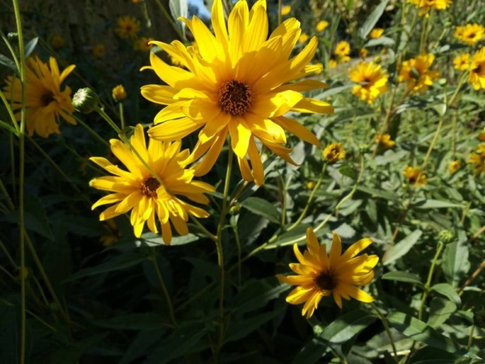 Helianthus pauciflorus image