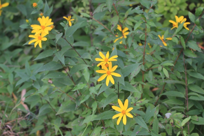 Helianthus strumosus image