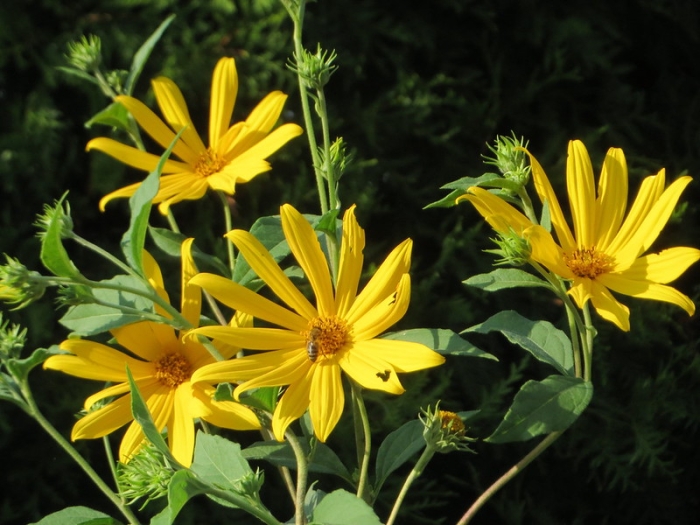 Helianthus tuberosus image
