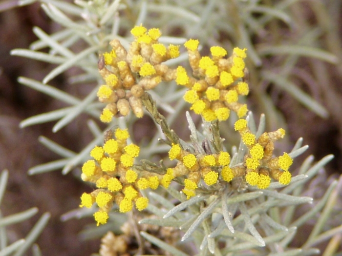 Helichrysum italicum image