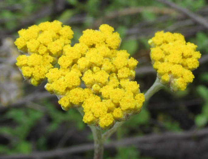 Helichrysum odoratissimum image
