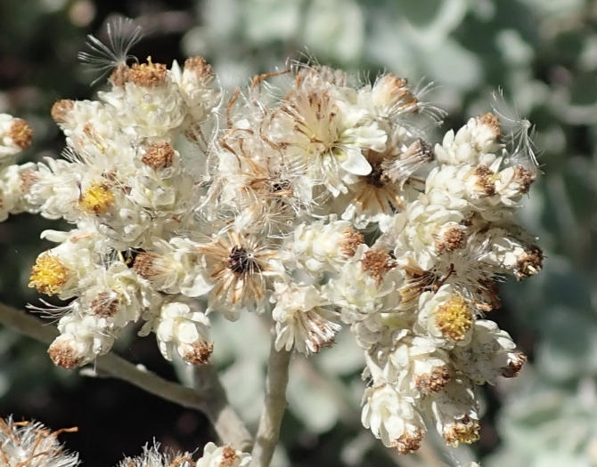 Helichrysum petiolare image