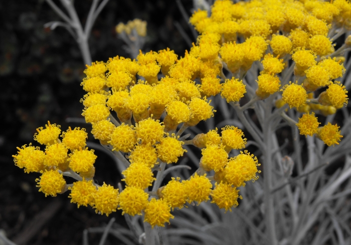 Helichrysum thianschanicum image