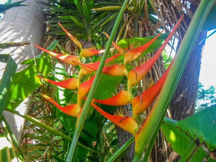 Heliconia latispatha image