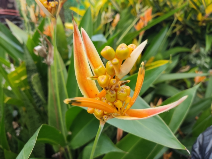 Heliconia psittacorum image