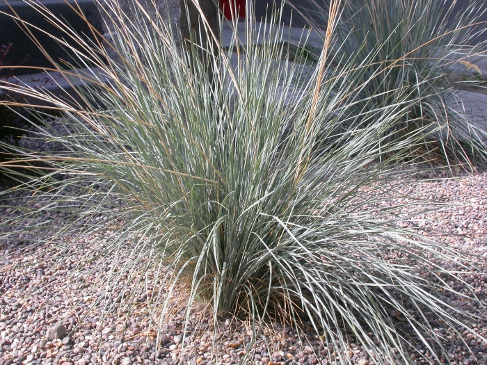 Helictotrichon sempervirens image
