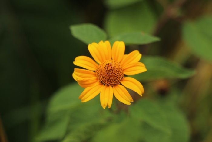 Heliopsis buphthalmoides image