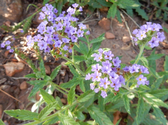 Heliotropium amplexicaule image