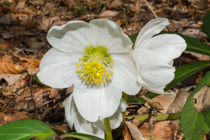 Helleborus niger image