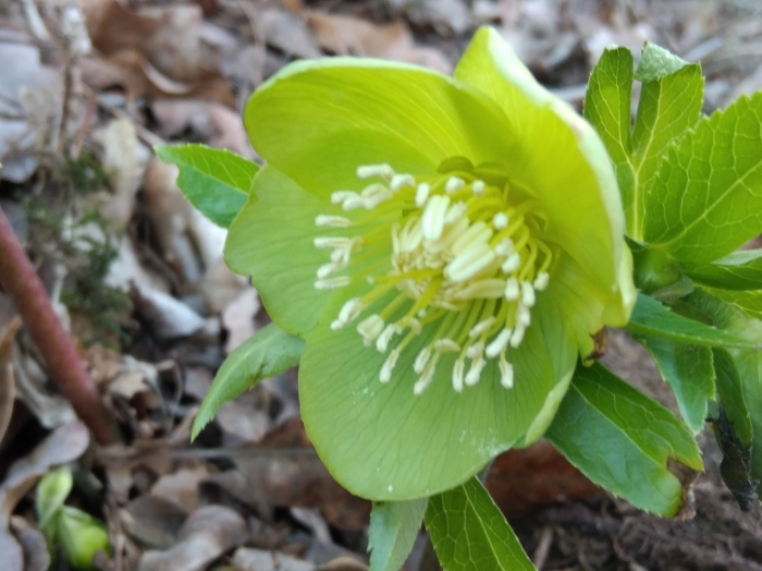 Helleborus odorus image