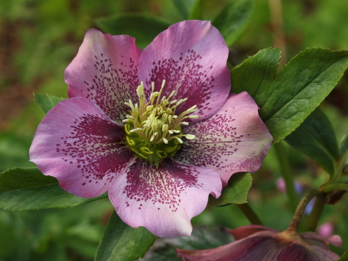 Helleborus orientalis image