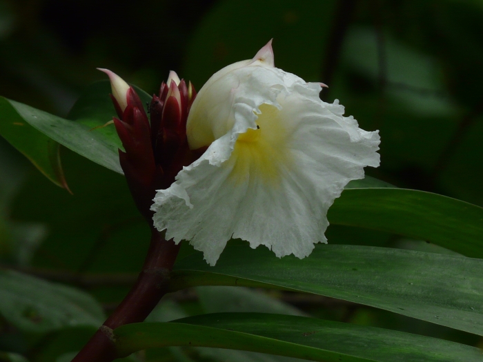 Hellenia speciosa image