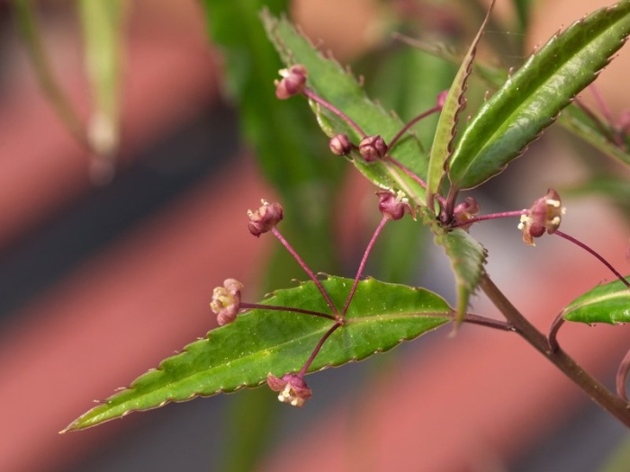 Helwingia chinensis image