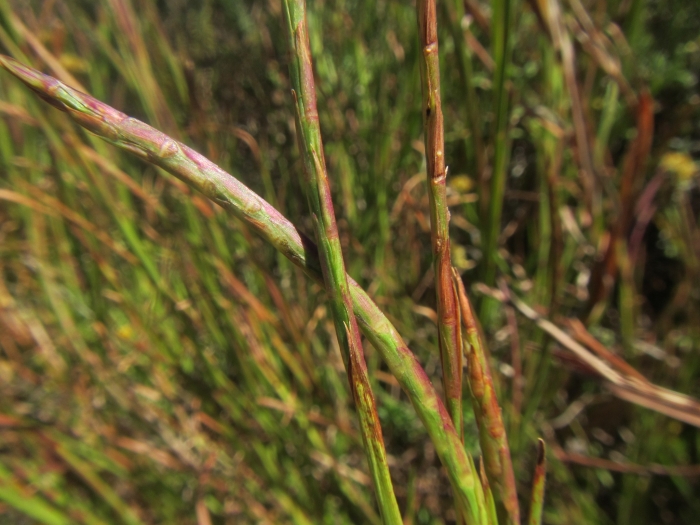 Hemarthria altissima image