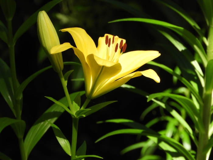 Hemerocallis citrina image