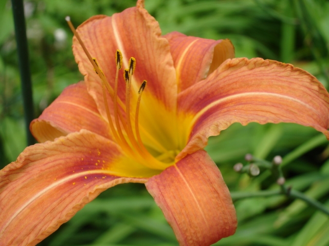 Hemerocallis fulva image