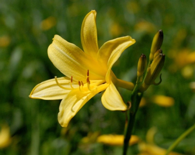 Hemerocallis lilioasphodelus image