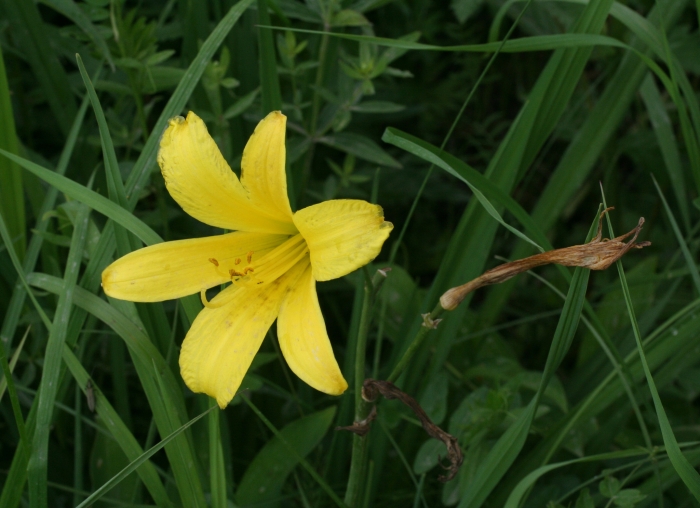 Hemerocallis minor image