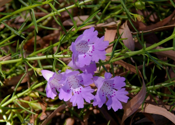 Hemiandra pungens image