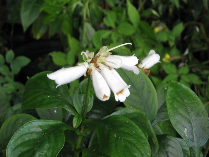 Hemiboea subcapitata image
