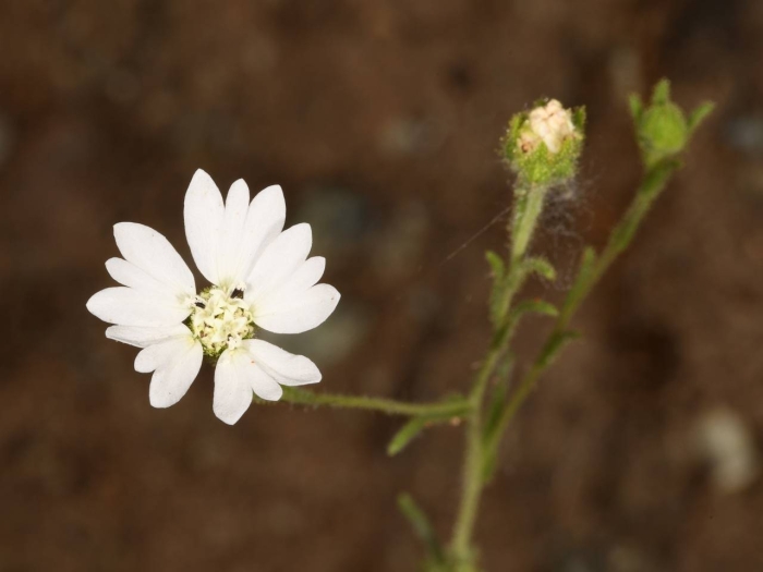 Hemizonia congesta image
