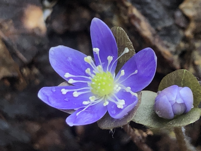 Hepatica nobilis image