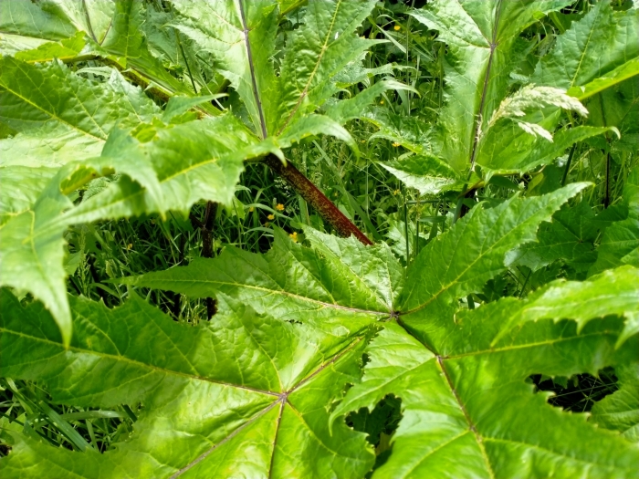 Heracleum mantegazzianum image