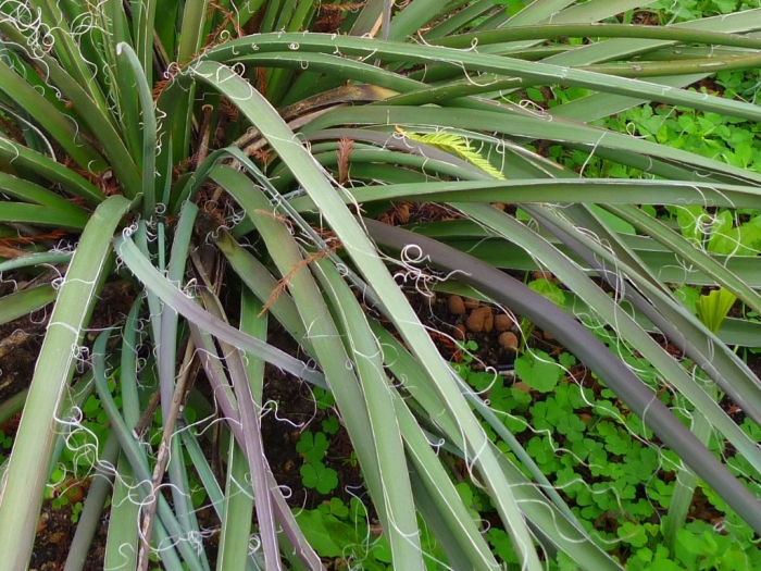 Hesperaloe funifera image