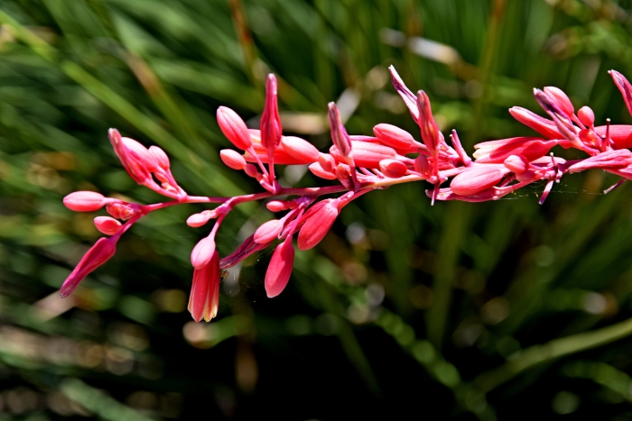 Hesperaloe parviflora image