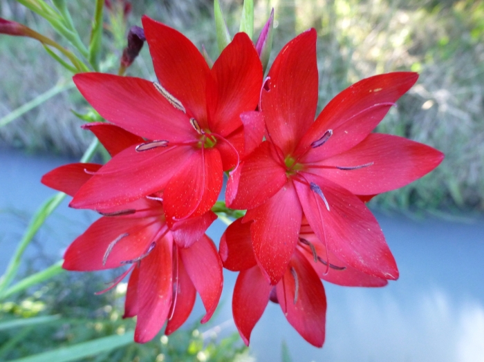 Hesperantha coccinea image