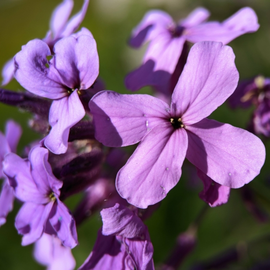 Hesperis matronalis image