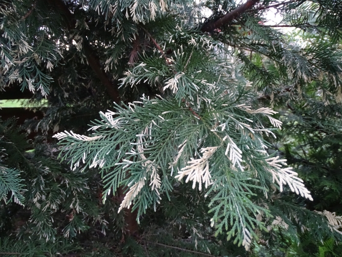 ×Hesperotropsis leylandii image