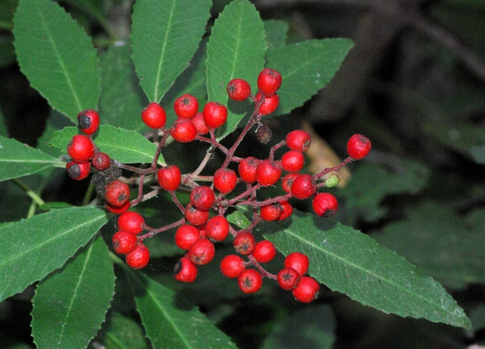 Heteromeles arbutifolia image