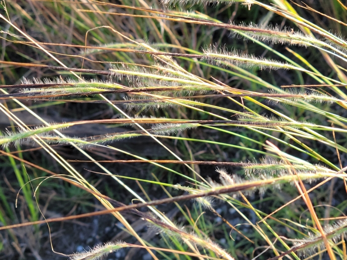 Heteropogon contortus image