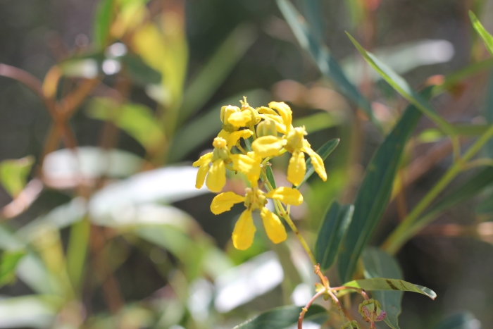 Heteropterys glabra image