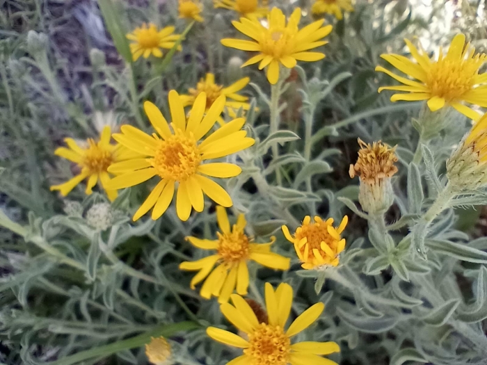 Heterotheca canescens image