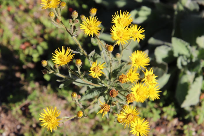 Heterotheca grandiflora image
