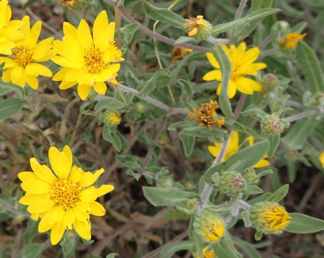 Heterotheca villosa image